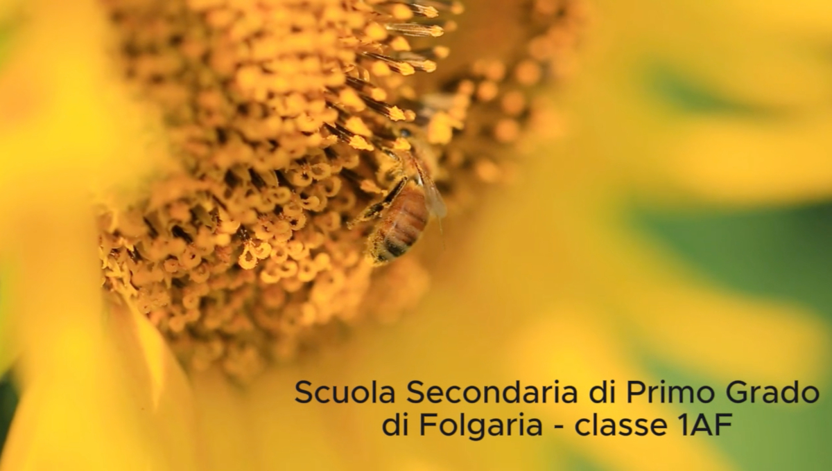 Copertina video scuola media 1af folgaria