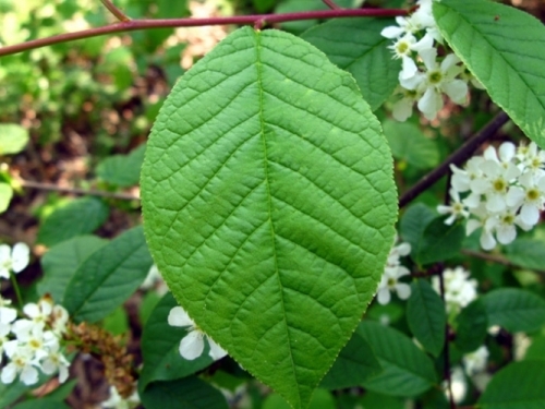 Beetrek immagini articolo - Dettaglio foglie - Prunus Padus