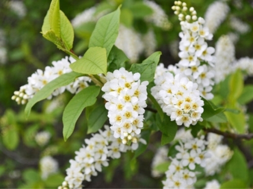 Beetrek immagini articolo - Fiori - Prunus Padus