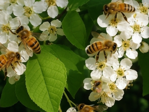 Beetrek immagini articolo - Fiori con api - Prunus Padus