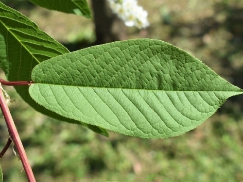 Beetrek immagini articolo - Foglia2 - Prunus Padus